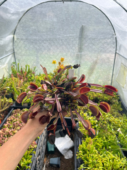 Dionaea muscipula 'Trev's red dentaté'