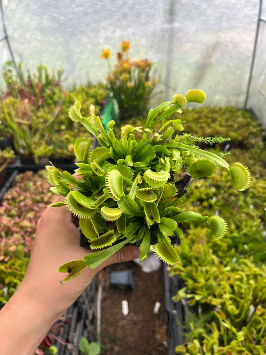 Dionaea muscipula 'UK I'