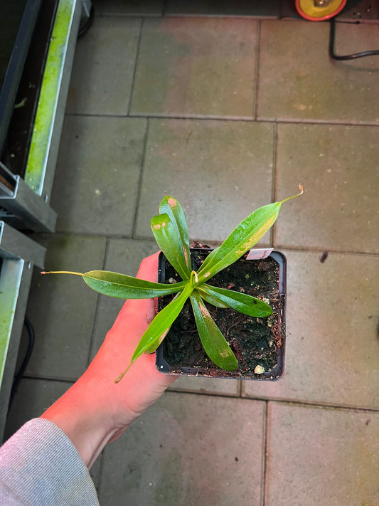 Nepenthes undulatifolia x tenuis 15cm