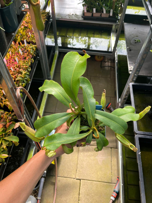 Nepenthes veitchii 'Yellow x brown peristome' x candy 15-20cm