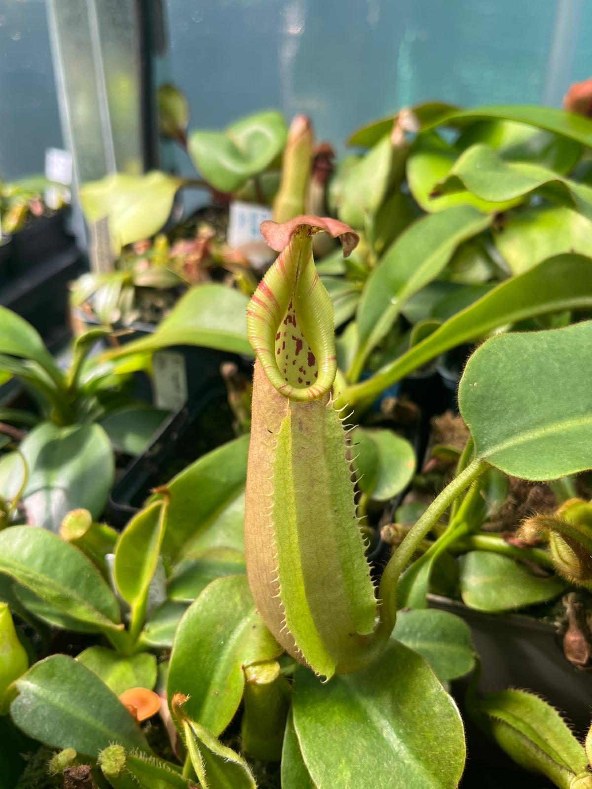 Nepenthes veitchii 'Yellow x brown peristome' x candy 15-20cm