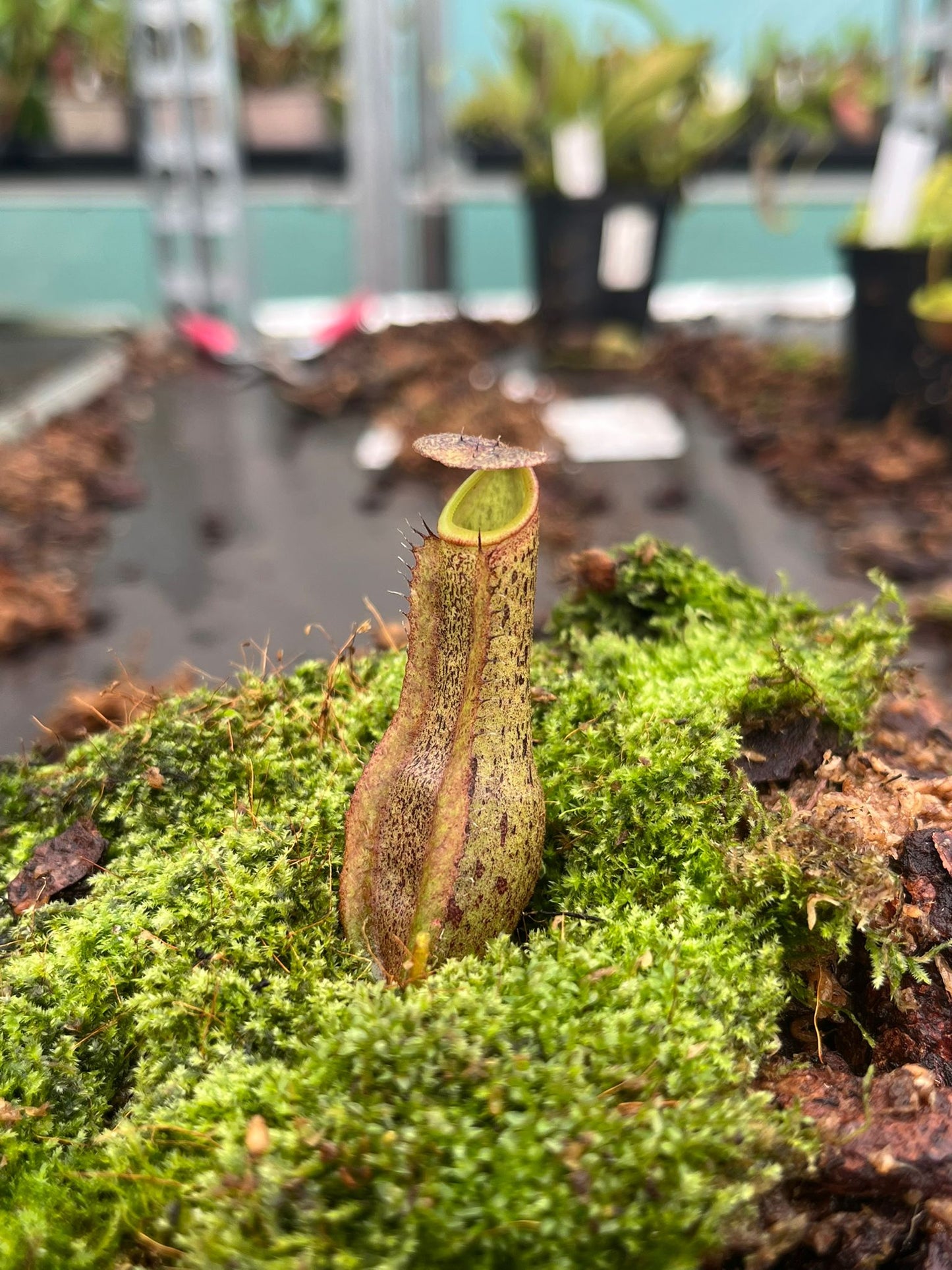 Nepenthes (veitchii x platychila) x boschiana 10cm