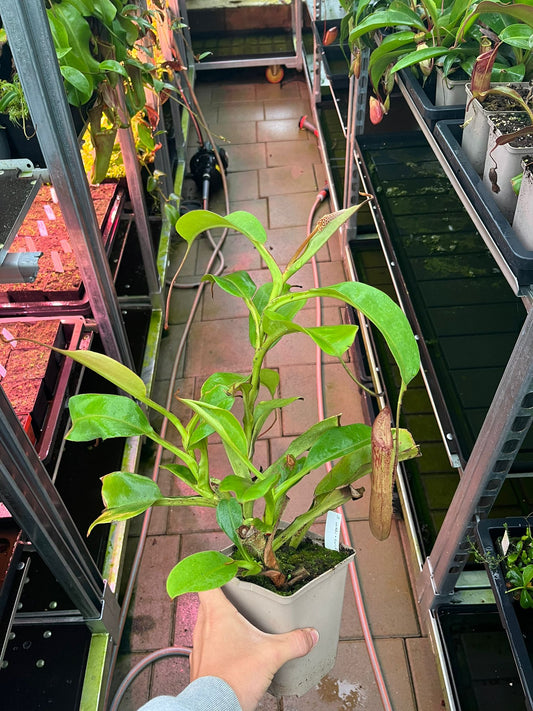 Nepenthes veitchii x boschiana 'rooted cutting'