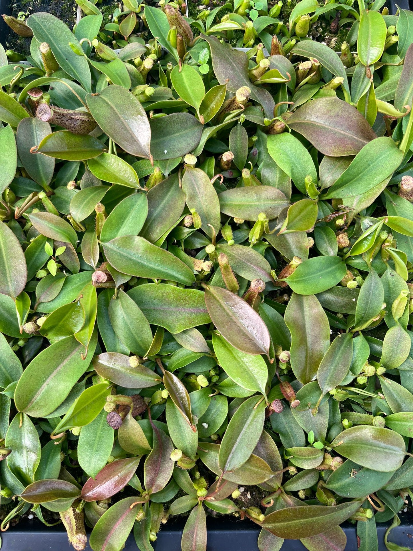 Nepenthes (veitchii x burbidgeae) x boschiana 15-20cm