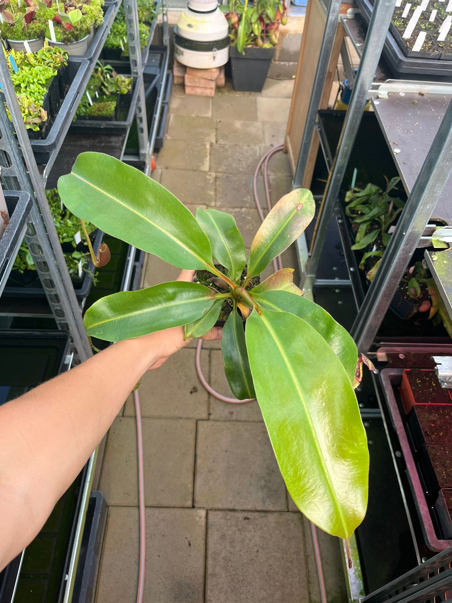 Nepenthes (veitchii x burbidgeae) x boschiana 40cm