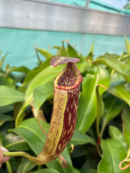 Nepenthes (veitchii x burbidgeae) x boschiana 40cm