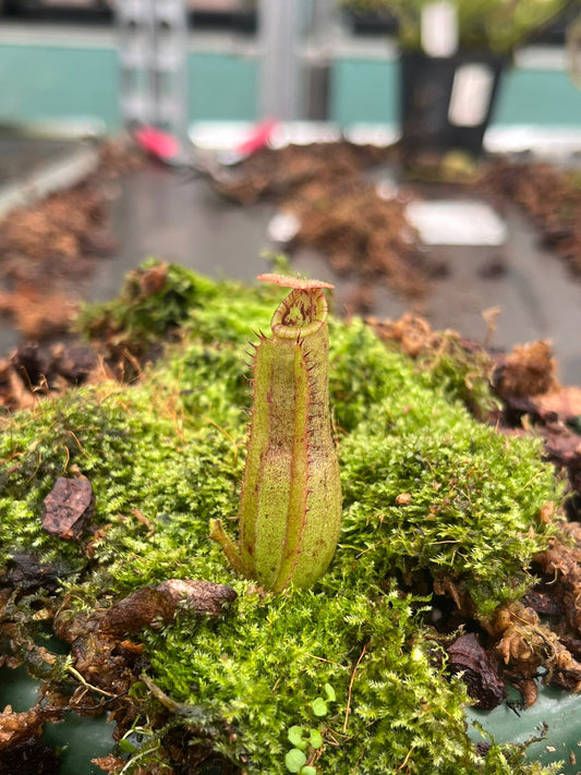 Nepenthes (veitchii ‘candy’ x boschiana) x veitchii ‘candy’ 10cm