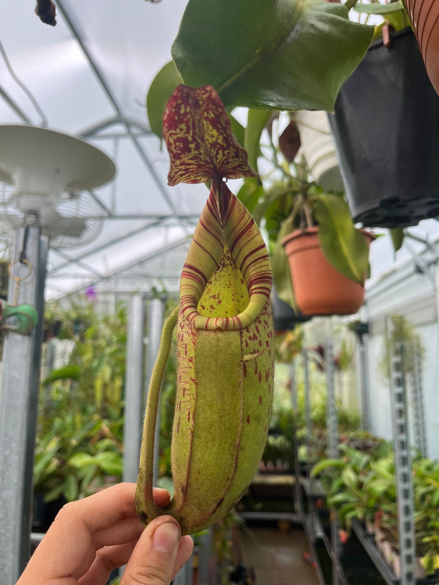 Nepenthes (veitchii ‘candy’ x boschiana) x veitchii ‘candy’ 10cm