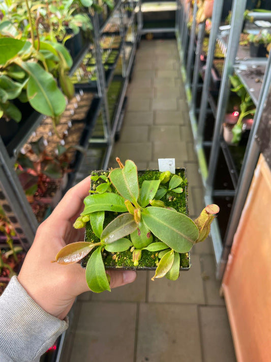 Nepenthes (veitchii ‘candy’ x boschiana) x veitchii ‘candy’ 10cm