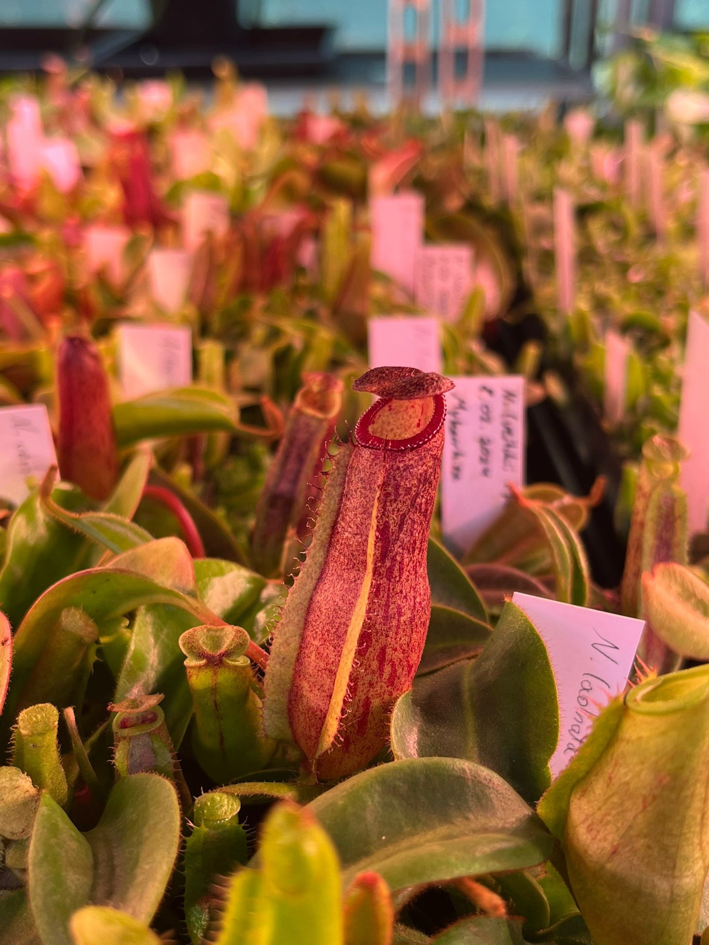 Nepenthes ventricosa x [glandulifera x (lowii x truncata)] 15cm