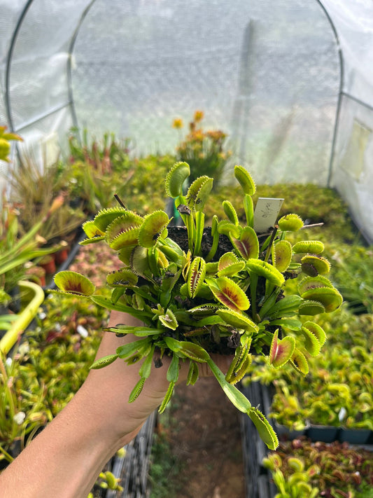 Dionaea muscipula 'Vitiglio'