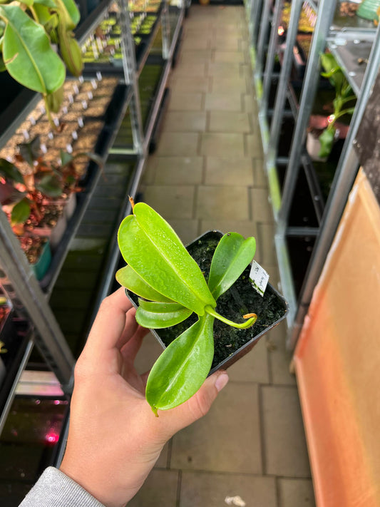 Nepenthes veitchii x hamata 10cm