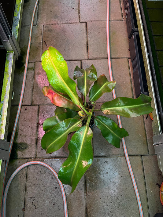 Nepenthes veitchii x (lowii x epippiata) 60cm