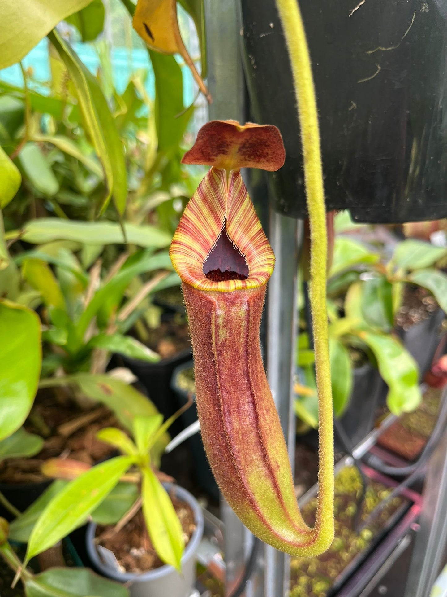 Nepenthes lowii x (veitchii x lowii)