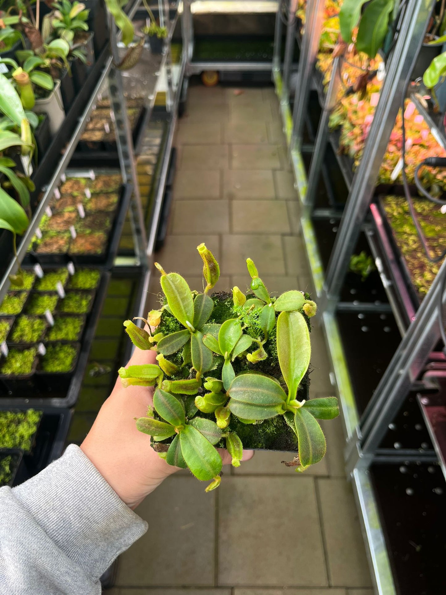 Nepenthes (veitchii x platychila) x mollis 7cm