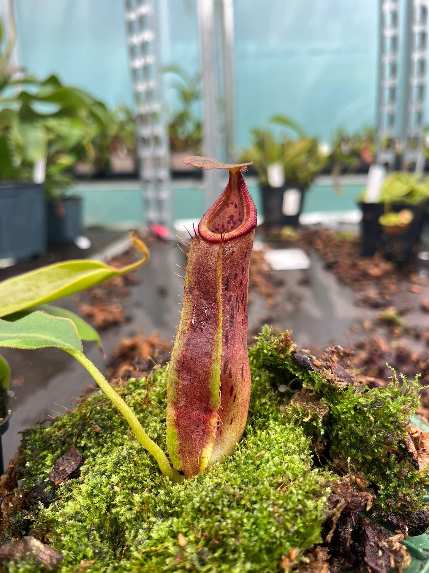 Nepenthes (veitchii x platychila) x naga 10cm