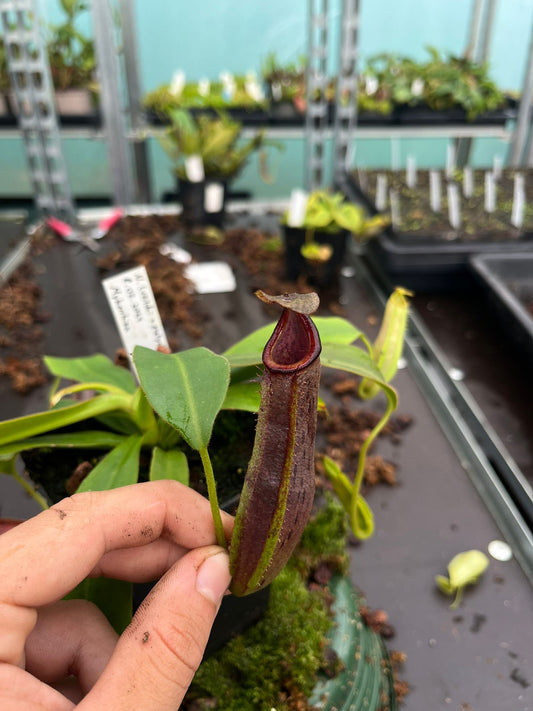 Nepenthes (veitchii x platychila) x naga 10cm
