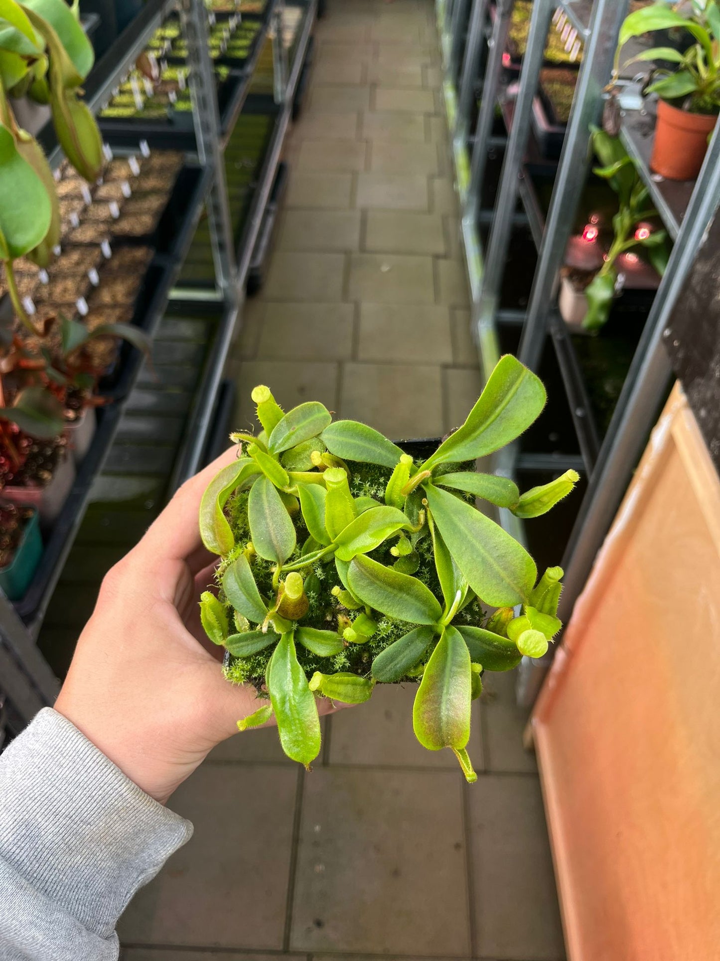 Nepenthes (veitchii x platychila) x (mollis x veitchii) 10cm