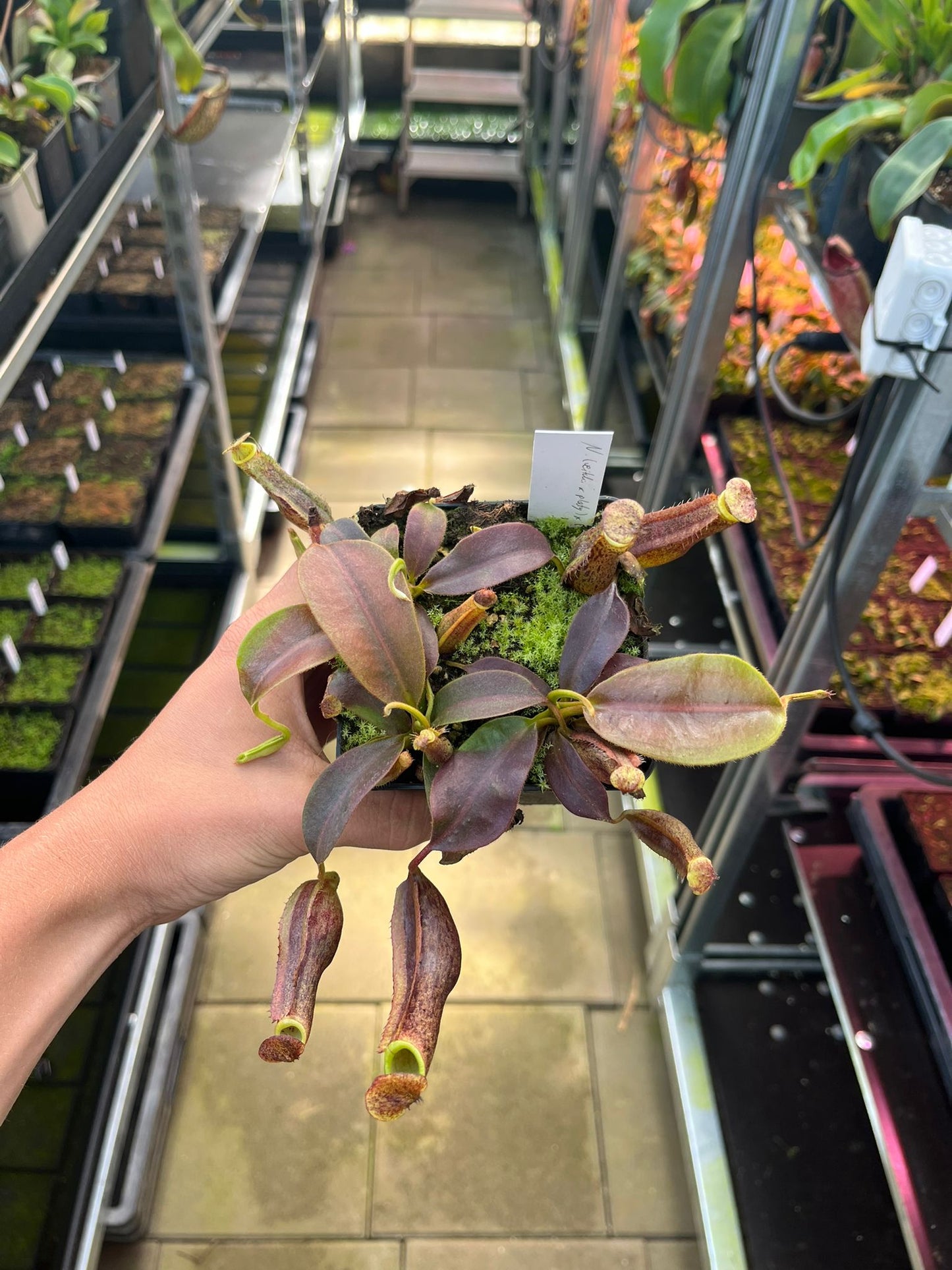 Nepenthes (veitchii x platychila) x (veitchii x boschiana) 10cm