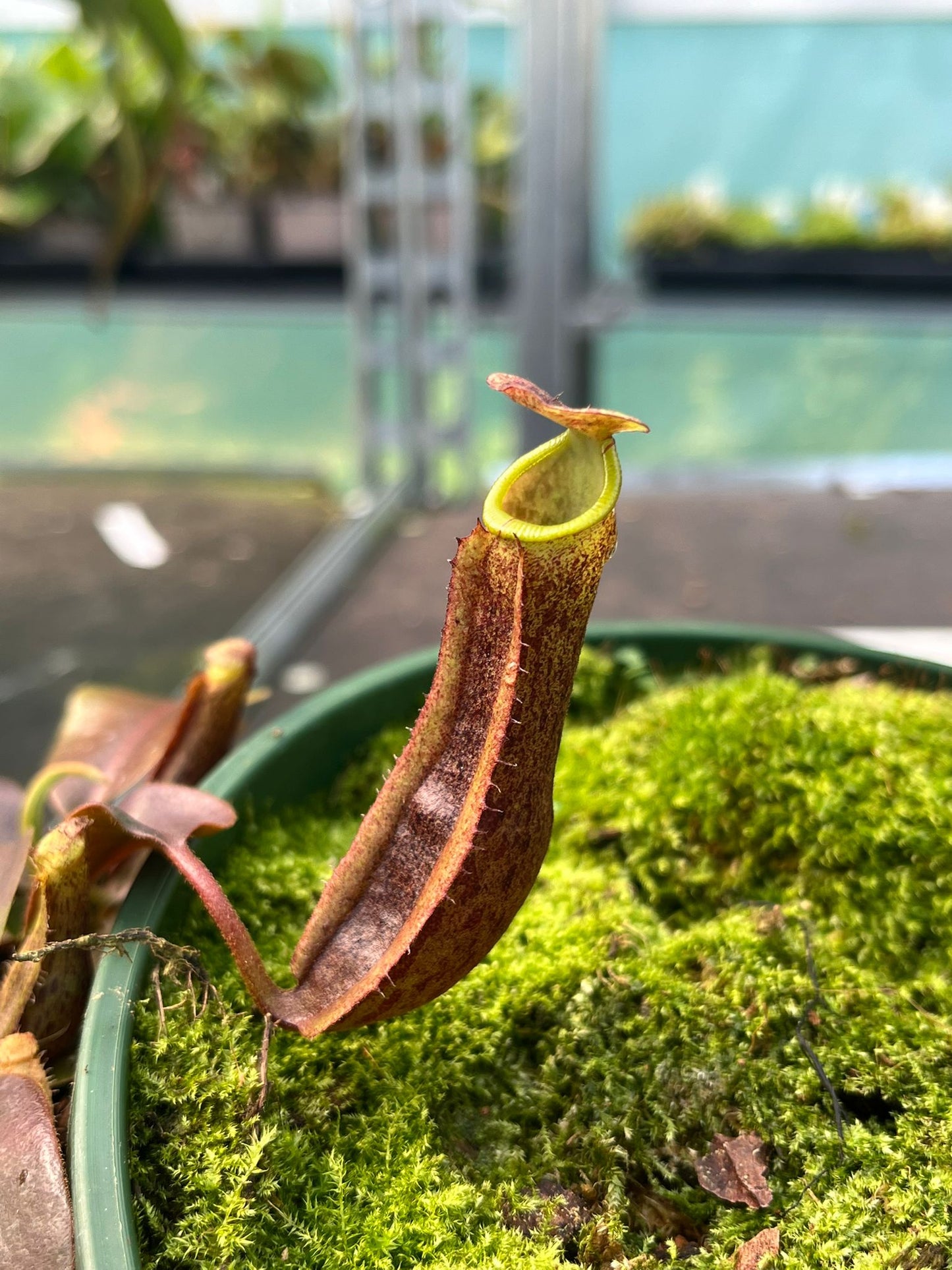 Nepenthes (veitchii x platychila) x (veitchii x boschiana) 10cm
