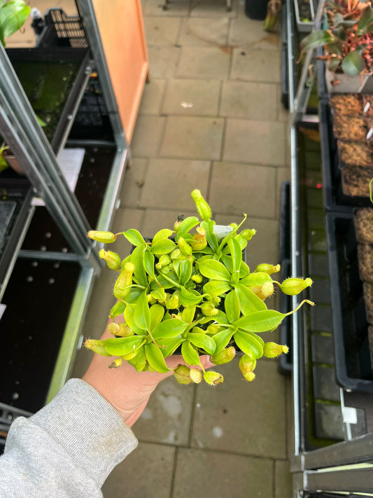 Nepenthes ventricosa x sibuyanensis 7cm
