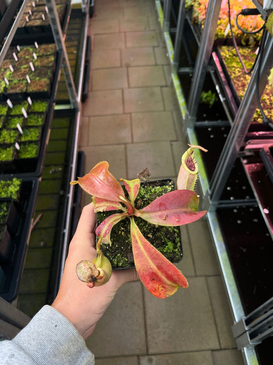 Nepenthes veitchii ‘candy’ x (veitchii x burbidgeae) 10cm