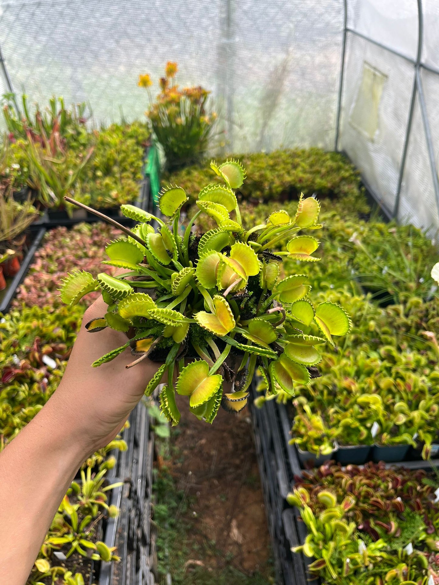 Dionaea muscipula 'Werewolf'