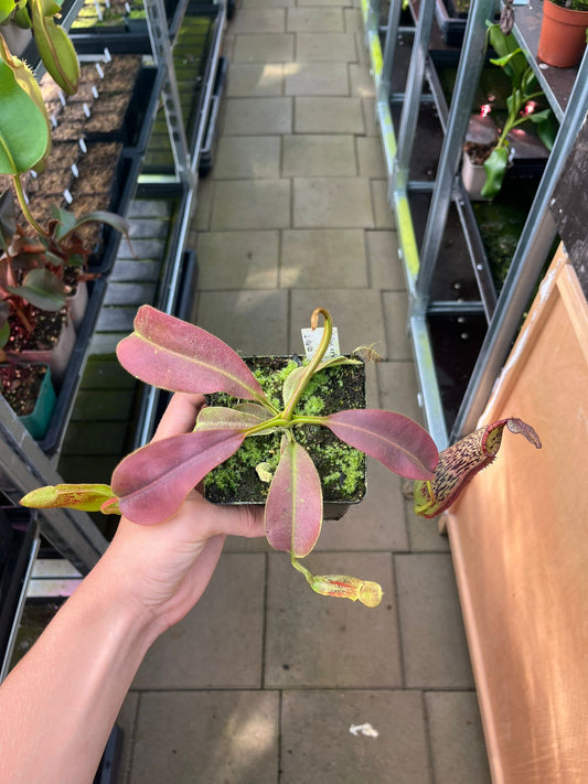 Nepenthes (lowii x platychila) x veitchii 'candy' 10cm