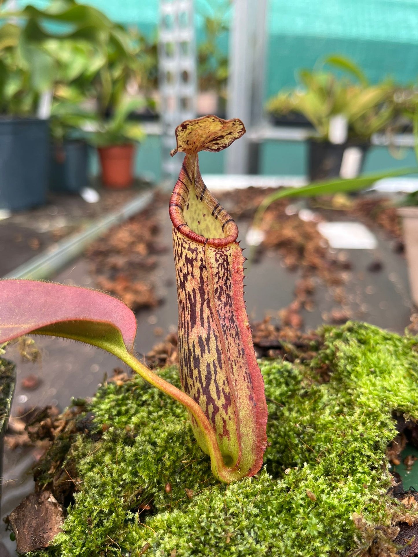 Nepenthes (lowii x platychila) x veitchii 'candy' 10cm